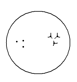 rigida